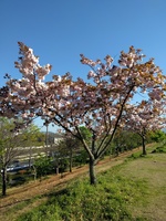 IMG_20170423_163356.jpg