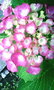 20080604075237.jpg