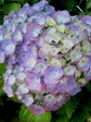 2009053107540000.jpg