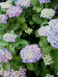 2009053107500001.jpg