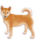 シバ犬