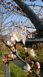 DSC_0037.jpg