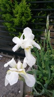 DSC_0046.jpg