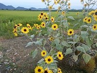 DSC_0640.jpg
