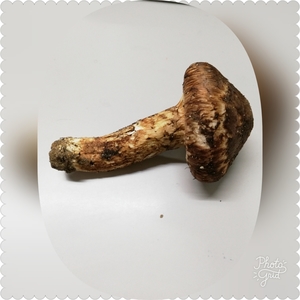PhotoGrid_1539240931999.jpg