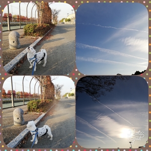 PhotoGrid_1543195504767.jpg