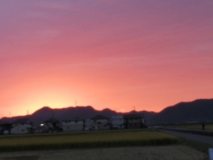 IMG_20201016_061131.jpg