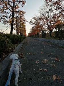 IMG_20201117_161951.jpg