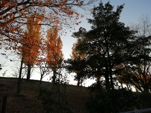 IMG_20201117_161553.jpg