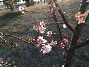 IMG_20201117_160446.jpg