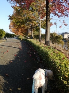 IMG_20201117_154830.jpg