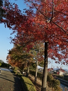 IMG_20201117_154826.jpg