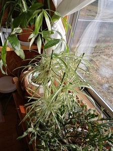 IMG_20201127_090704.jpg